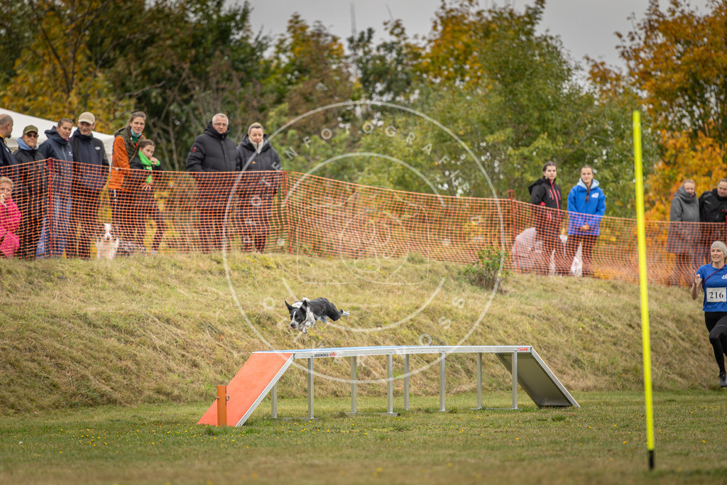 Pfotenfotografie_DV3A4370 | Hundefotografie, Tierfotograf, Pfotenfotografie, Fotoshooting Hund, Hunde Portrait, Hundesport, Hundeportraits, Heideshooting, Hunde, Sportfotograf, Hundefotograf, Turnierhundsport, THS,  - Realisiert mit Pictrs.com