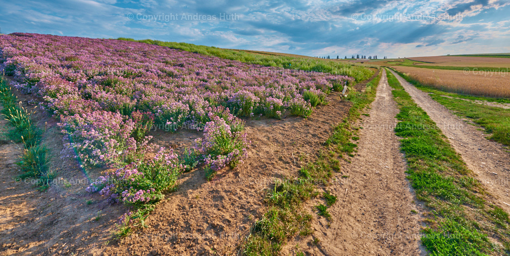Auf Feldern für Wildpflanzenvermehrung in Grauswitz 01 | Bedeutsame Landschaften Deutschlands - Realisiert mit Pictrs.com