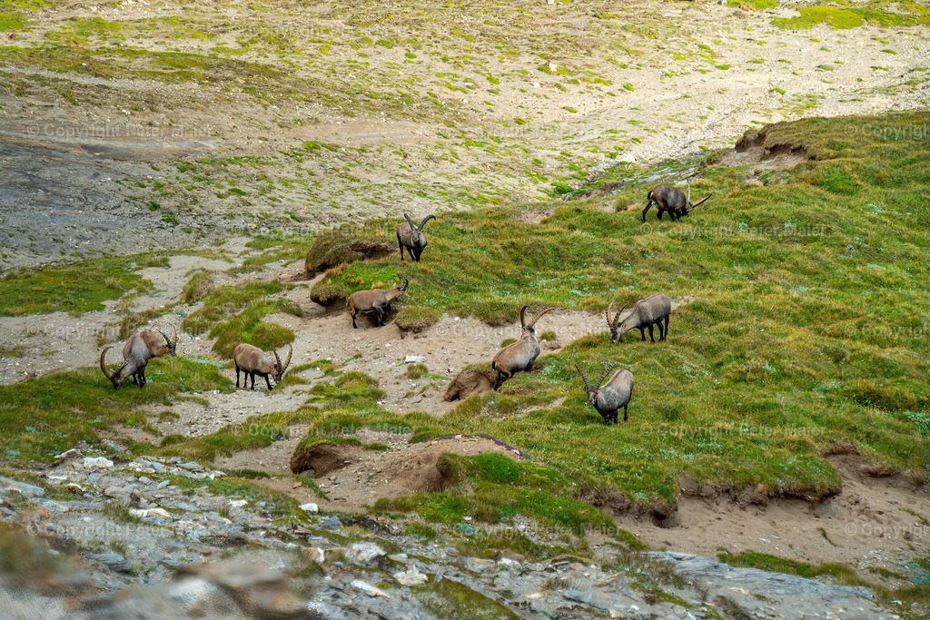 Fusscherkarkopf_2023-22 | piet_flosse