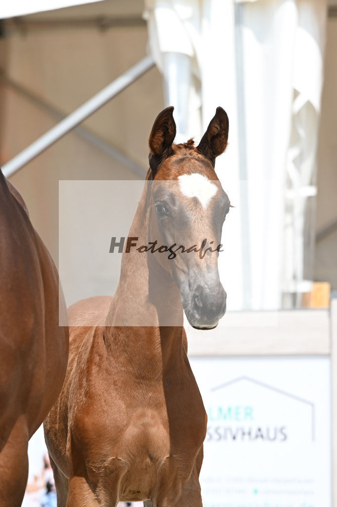 Arezzo Man x Celentano_HF_Moldvai_12250423 | hf-fotografie - Realisiert mit Pictrs.com
