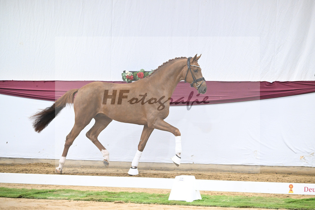 Kat-Nr. 62 Floricello x Zack_MH Pferdezucht u. -sport GmbH_47252372 | hf-fotografie - Realisiert mit Pictrs.com