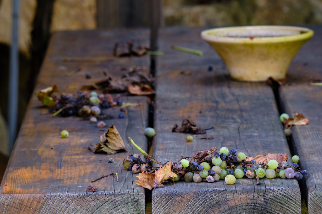 Impressionen einer Kellergasse | Fels am Wagram, Austria - September 29, 2025: Impressionen einer Kellergasse, verschiedene Trauben auf dem Holztisch. - Realisiert mit Pictrs.com