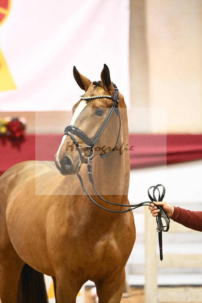 Kat-Nr. 42 Nixon v h Meulenhof x Dominator Z_Groetzner_43231235 | hf-fotografie - Realisiert mit Pictrs.com