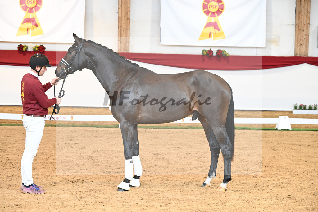 Kat-Nr. 51 Va Bene x Dante Weltino_Bergmann_43230711 | hf-fotografie - Realisiert mit Pictrs.com