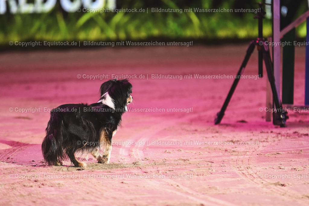 20241113_Showabend_TOMsPiC_0385 | Foto: Thomas Hartig