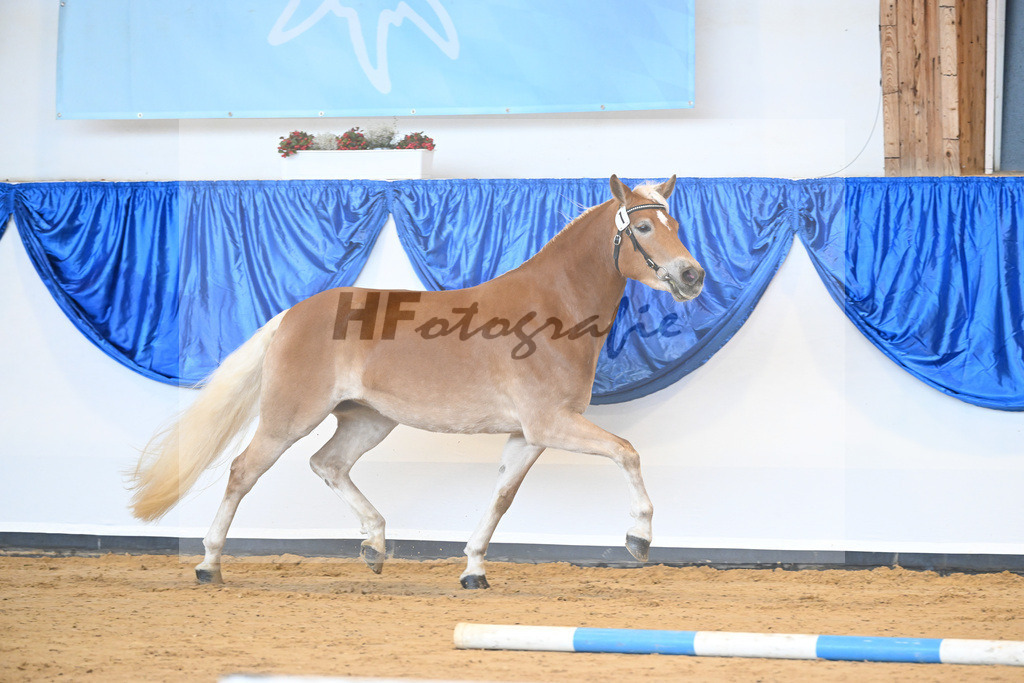 Kat-Nr. 1 Divina v. Weingold S_Steinmueller_60220991 | hf-fotografie - Realisiert mit Pictrs.com