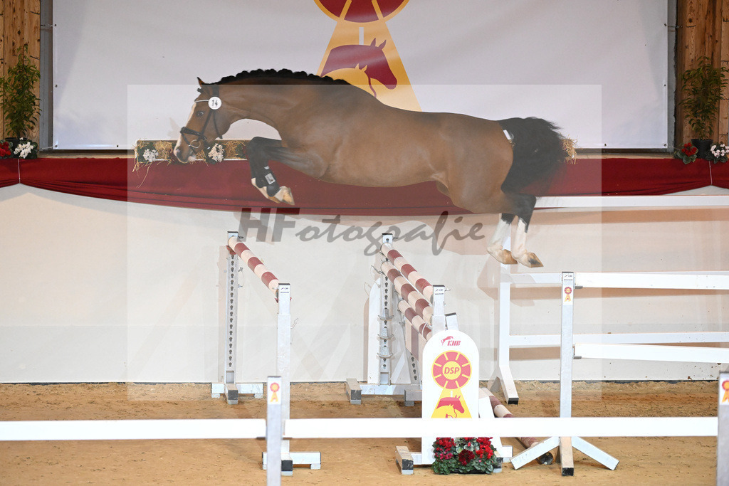 Kat-Nr. 14 Cornado I_Schulze Averdiek_1230829 | hf-fotografie - Realizzato con Pictrs.com