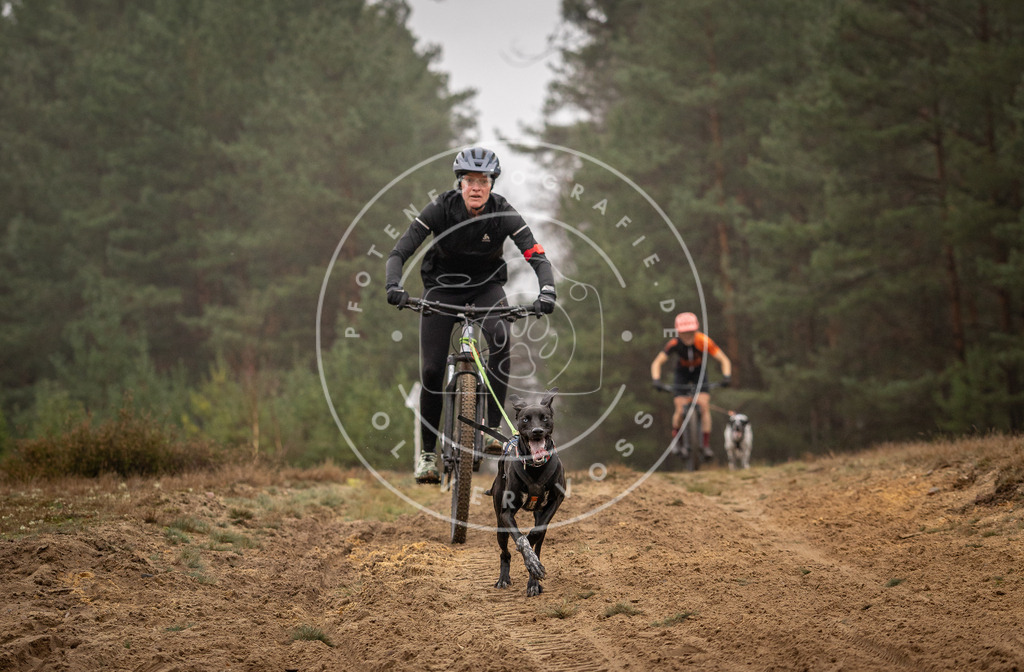 Pfotenfotografie_DV3A3221 | Hundefotografie, Tierfotograf, Pfotenfotografie, Fotoshooting Hund, Hunde Portrait, Hundesport, Hundeportraits, Heideshooting, Hunde, Sportfotograf, Hundefotograf, Turnierhundsport, THS,  - Realisiert mit Pictrs.com
