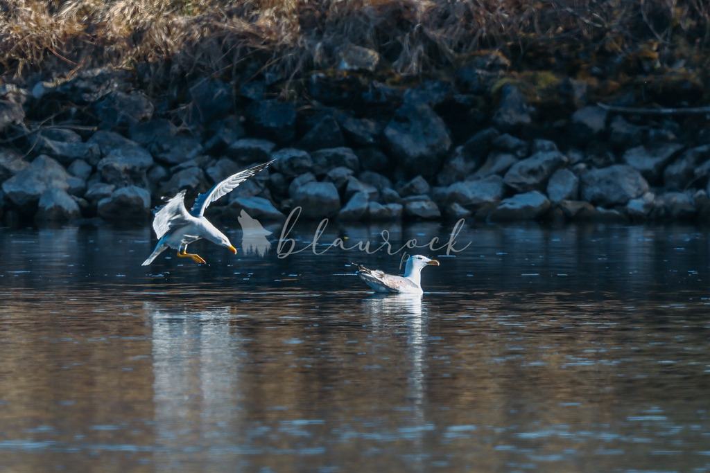  waterslide-0942 | Frühlingserwachen