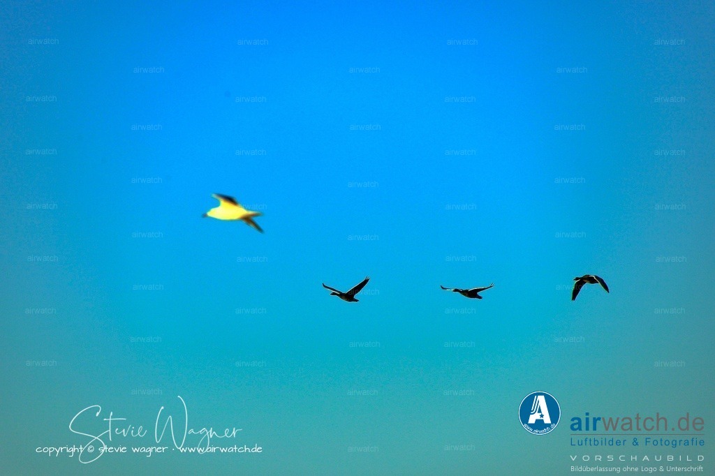 _MG_9101 | Entdecken Sie atemberaubende Luftbilder und Fotografien auf airwatch.de - Tauchen Sie ein in eine Welt voller faszinierender Aufnahmen aus der Vogelperspektive.