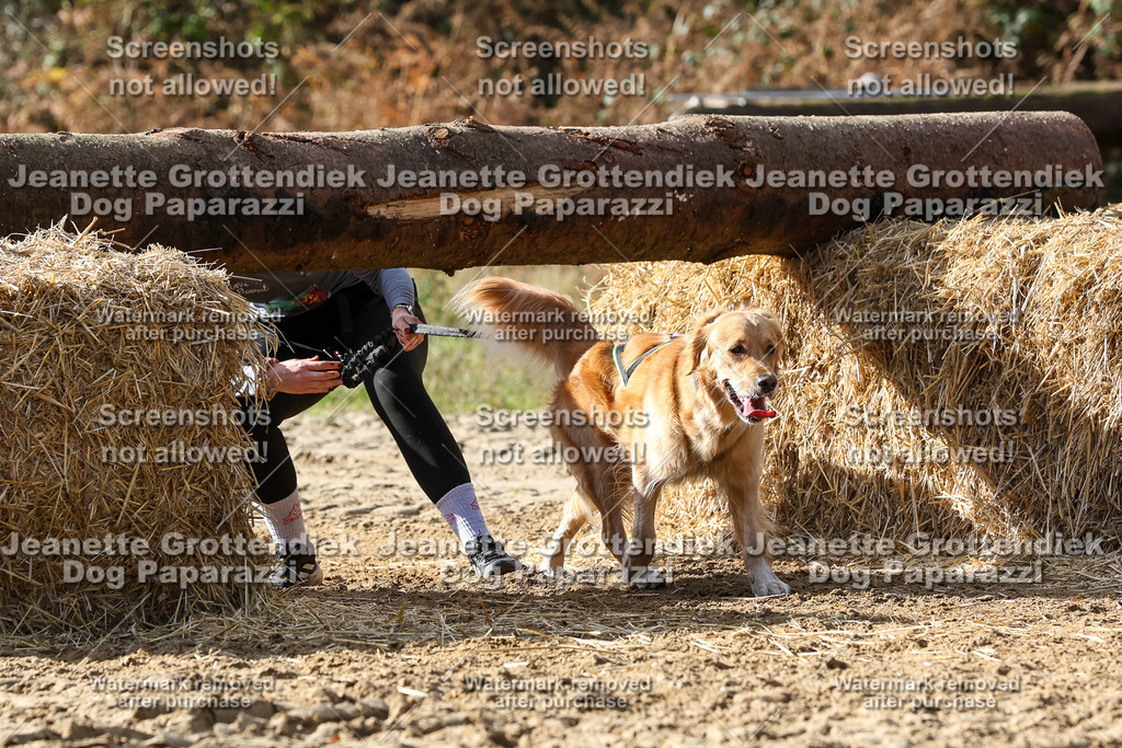 Dog Paparazzi - Strongdog 10-25-5372 | Dog Paparazzi Jeanette Grottendiek Fotografie & Videografie - Realisiert mit Pictrs.com