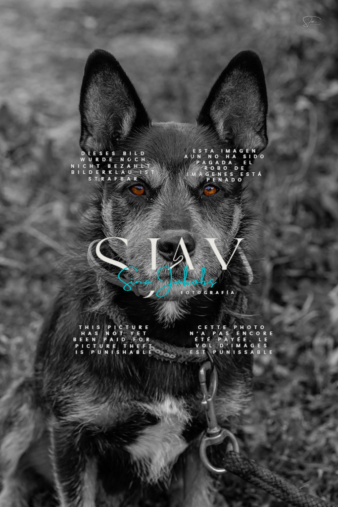 IMG_4760-2 | s-jay-photography - Realisiert mit Pictrs.com