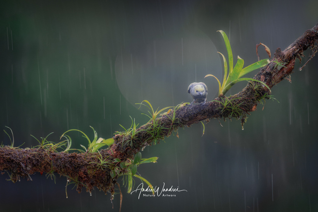 Futtersuche bei Regenwetter | Andre Wandrei - Nature Artworx - Realisiert mit Pictrs.com