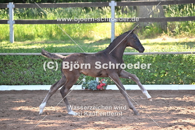 20_ Vivanero - Bretton Woods_758_8590 | Björn Schroeder Pferdefotografie