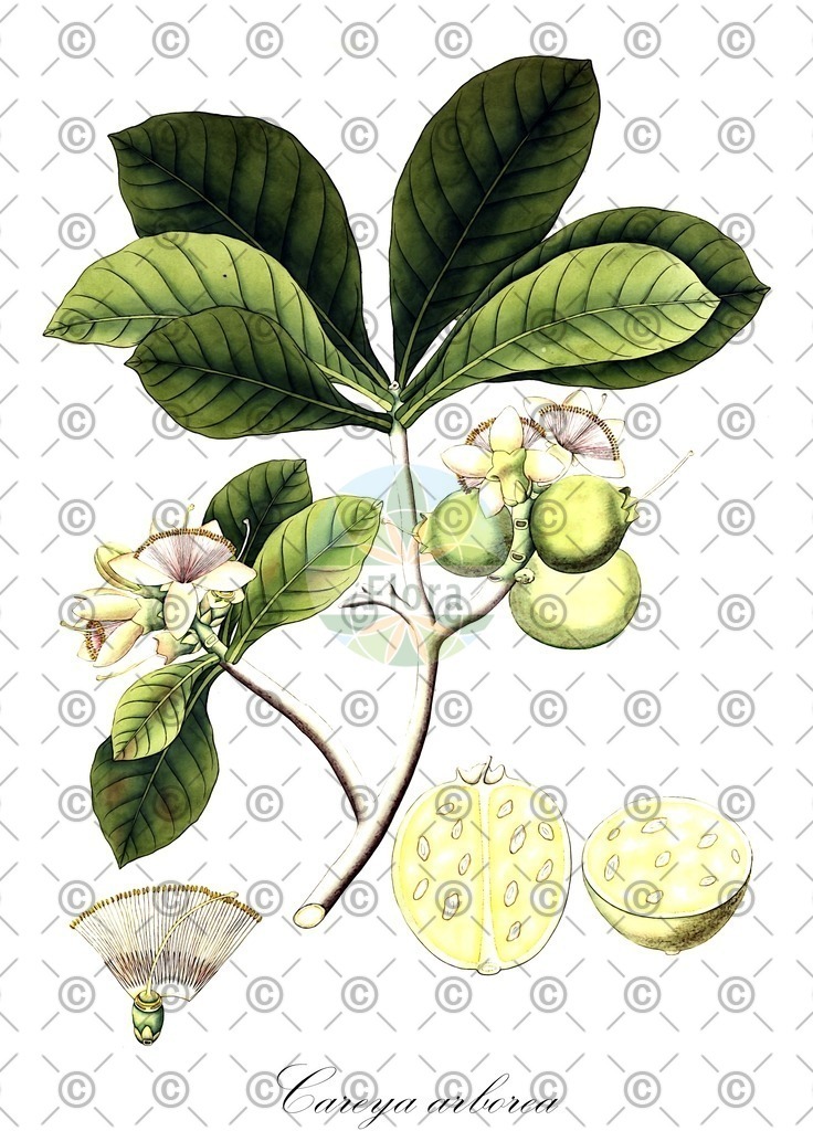 Histabb_WFO_wfo-0000588009_SRC_Koehler_1887_1_SIMPLE | Historische Abbildung von Careya arborea - Lecythidaceae | Historical Illustration of Careya arborea - Lecythidaceae