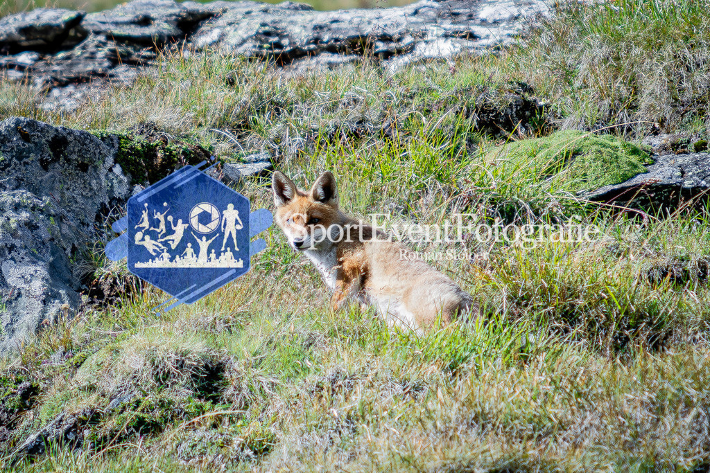 IMAG1209 | SportEventFotografie - Roman Stoiber