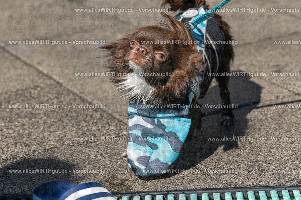 Hundeschwimmen_Volksbad_2026-allesWIRTHgut_Tierfotografie-2609061259-FAY06634 | Professionelle Tierfotografie in Mönchengladbach von Daniel Wirth (allesWIRTHgut). Liebevolle & natürliche Bilder von Hunden & Katzen für unvergessliche Erinnerungen.