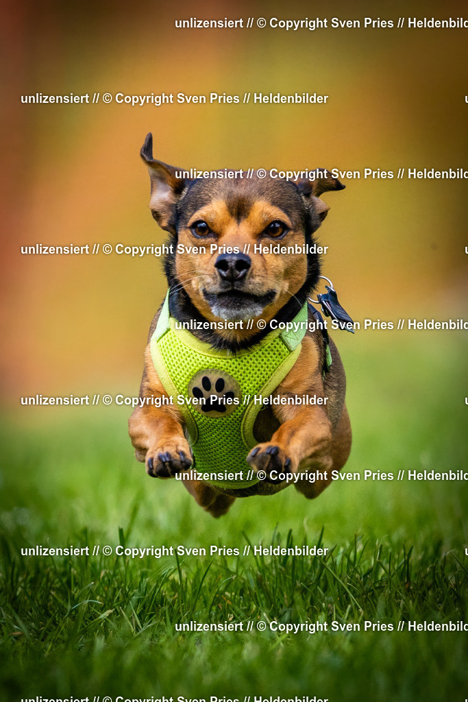 Sven Pries | 2025-04-13 - Hunderennen Baden-Baden - Realisiert mit Pictrs.com