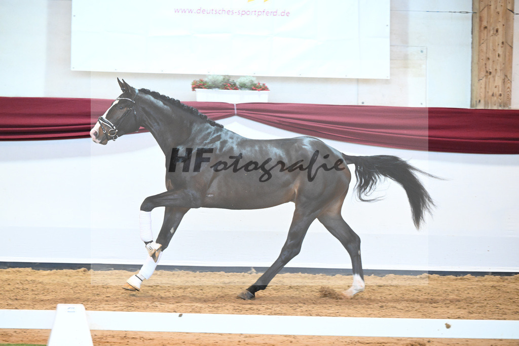 Kat-Nr. 47 v. Rivero II_Wanner_66222070 | hf-fotografie - Realisiert mit Pictrs.com