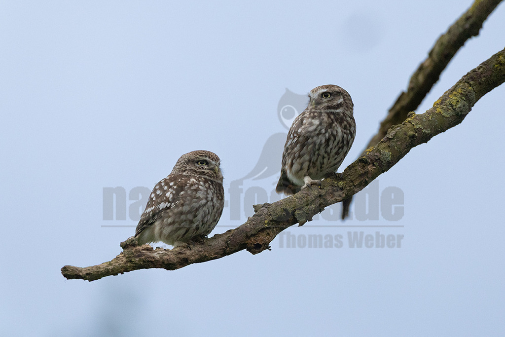 R6NF0780_20250418 | Der Steinkauz ist eine kleine, kurzschwänzige Eulenart aus der Familie der Eigentlichen Eulen. Das Verbreitungsgebiet des Steinkauzes erstreckt sich über Eurasien und Nordafrika. Er ist ein charakteristischer Bewohner der Baumsteppe mit spärlicher oder niedriger Vegetation und jagt bevorzugt auf dem Boden. - Realisiert mit Pictrs.com