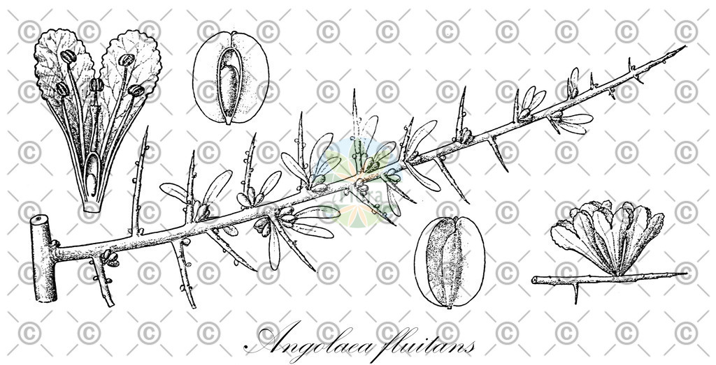 HistAbb_wfo-0000536542_140_ENZY_Simple | Historische Abbildung von Angolaea fluitans - Podostemaceae | Historical Illustration of Angolaea fluitans - Podostemaceae