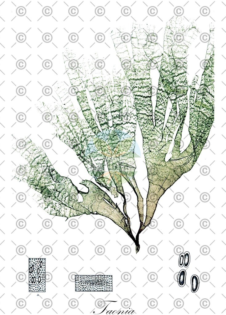 HistAbb_wfo-0001107431_1_ENZY_Simple | Historische Abbildung von Taonia - Dictyotaceae (0) | Historical Illustration of Taonia - Dictyotaceae (0)