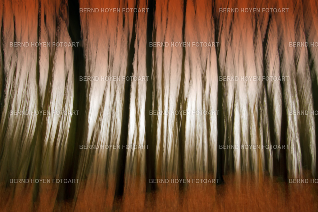 red forest | Fotografie einiger Bäume an der Deutschen Alleenstrasse auf der Insel Rügen, Deutschland.Die Aufnahme entstand durch Langzeitbelichtung und Mitziehen der Kamera (ICM / Wischtechnik). Durch nachträgliche Bildbearbeitung wurde ein märchenhafter Effekt erzielt. | Photograph of some trees on Deutsche Alleenstrasse on the island of Rügen, Germany.The image was created using a long exposure and panning the camera (ICM / panning technique). A fairy-tale effect was achieved through subsequent image editing. - Realisiert mit Pictrs.com