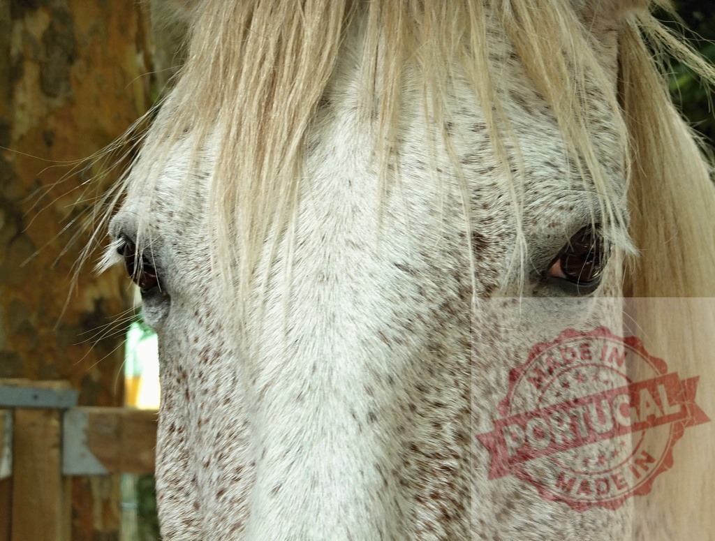 Dappled grey horse head eyes close-up portrait | Dappled grey horse looking with brown eyes, showing speckled fur and blonde mane - Realized with Pictrs.com