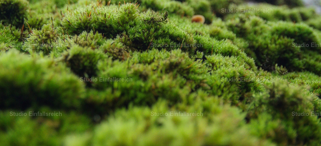 Frisches grünes Waldmoos in der Nahaufnahme – Natürliche Textur | Eine detailreiche Makroaufnahme von dichtem, leuchtend grünem Moos. Die weiche, polsterartige Struktur und die feinen Details der Pflanze stehen im Fokus. Dieses Bild vermittelt Ruhe und Natürlichkeit und eignet sich perfekt als Hintergrund für Wellness-, Umwelt- oder Waldthemen. - Realisiert mit Pictrs.com