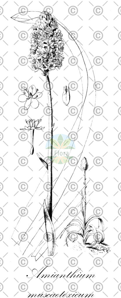 HistAbb_wfo-0000759920_1_ENZY_Simple | Historische Abbildung von Amianthium muscaetoxicum - Melanthiaceae | Historical Illustration of Amianthium muscaetoxicum - Melanthiaceae