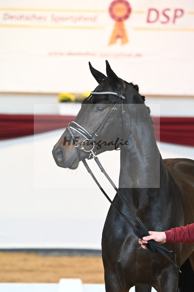 Kat-Nr. 40 v. Lord Europe_Bergmann_66221867 | hf-fotografie - Realizzato con Pictrs.com
