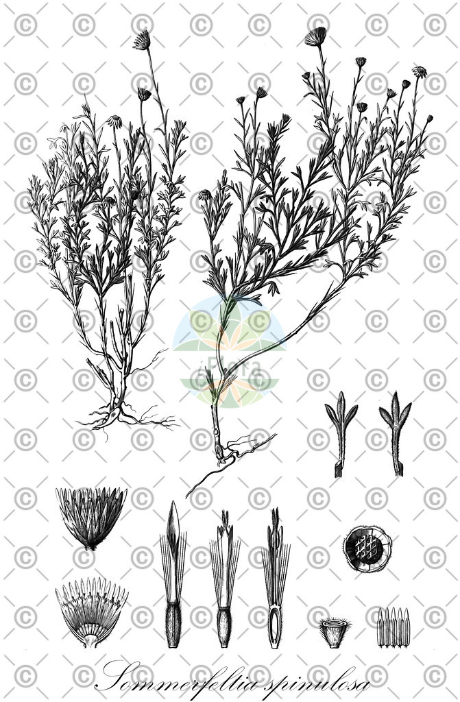 HistAbb_wfo-0000162032_1_ENZY_Simple | Historische Abbildung von Sommerfeltia spinulosa - Asteraceae | Historical Illustration of Sommerfeltia spinulosa - Asteraceae