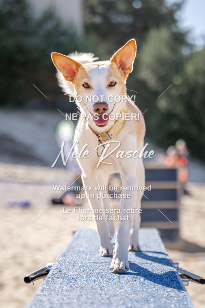 NR__0476 | nelerasche