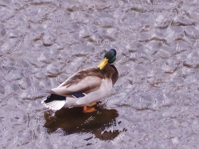 Ente auf Stein im Fluss | Verkauf von Fotos und  Videoclips zumThema Natur.Motive sind Pflanzen, Tiere, Landschaftenund Wetter - Realisiert mit Pictrs.com