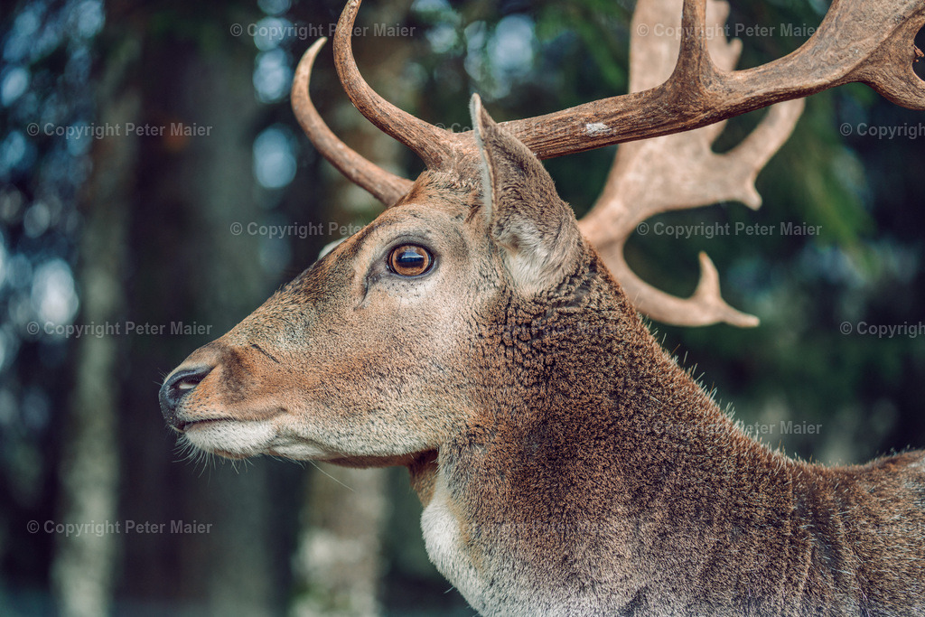 Unterkärnten_Herbst_22-152 | piet_flosse