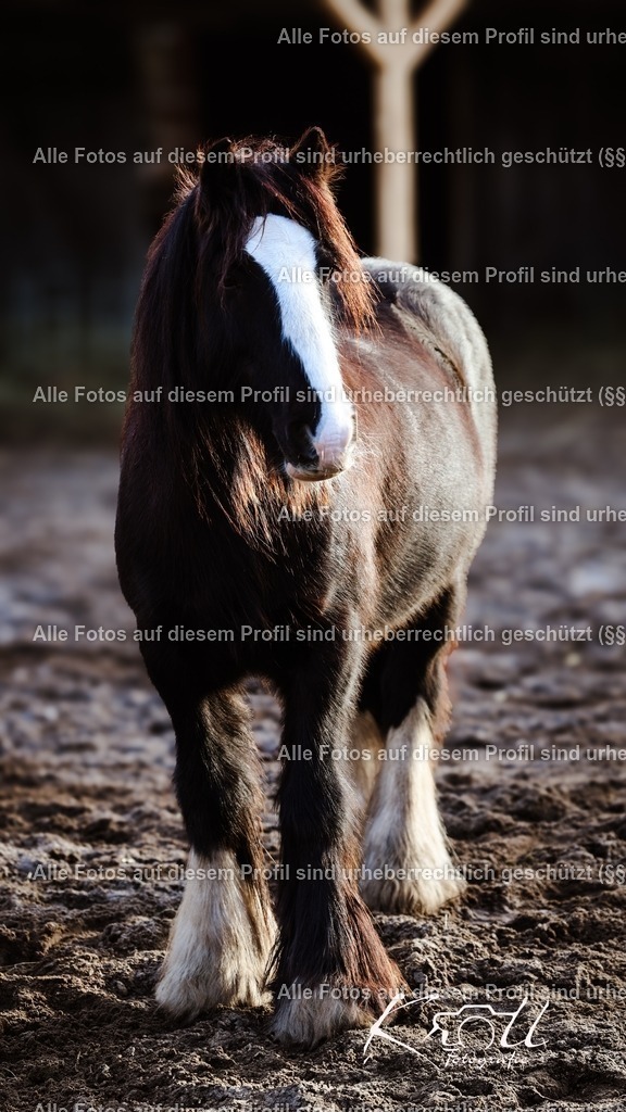 Photo_1736622549547 | krollfotografie - Realisiert mit Pictrs.com