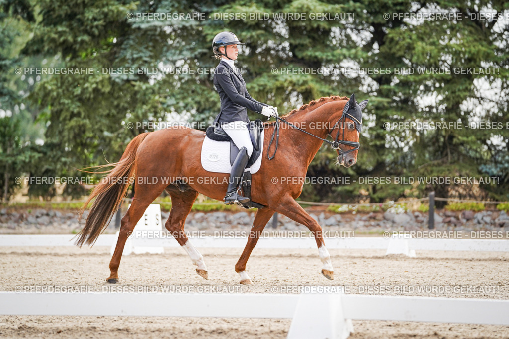 DSC01308 | Pferdegrafie