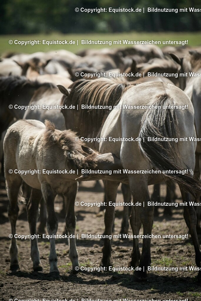 20150711_TOMsPiC_0210 | equistock