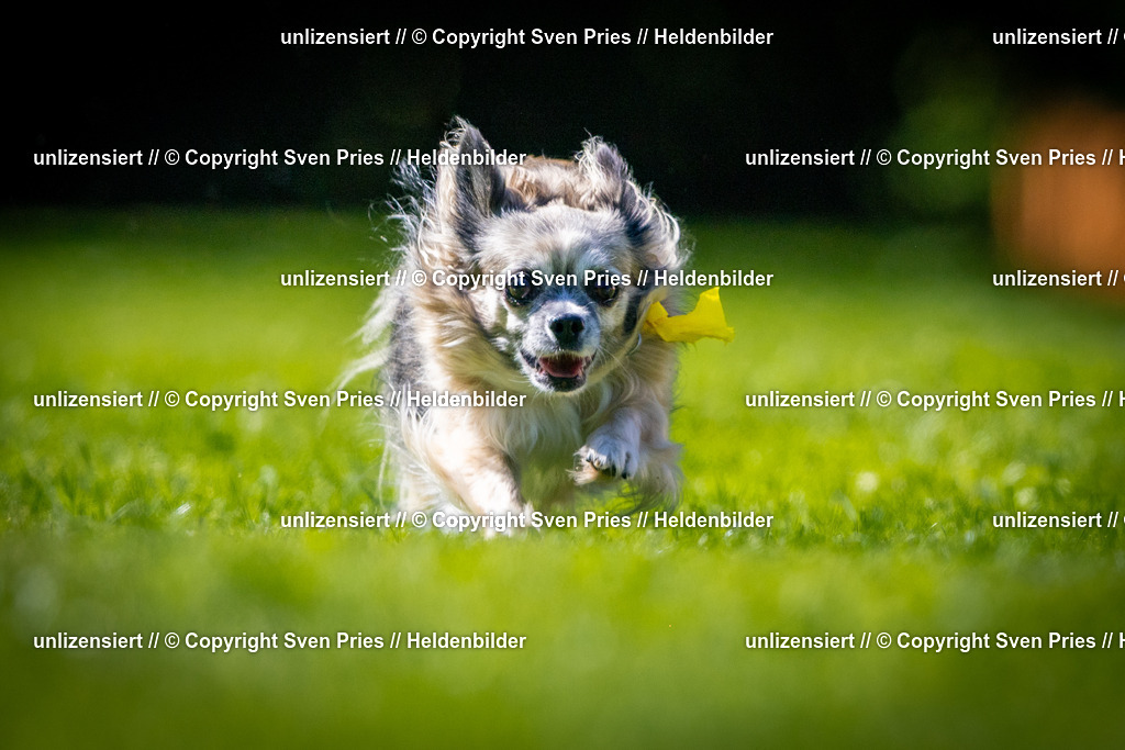 Sven Pries | 2025-08-10 - Hunderennen Durlach - Realisiert mit Pictrs.com