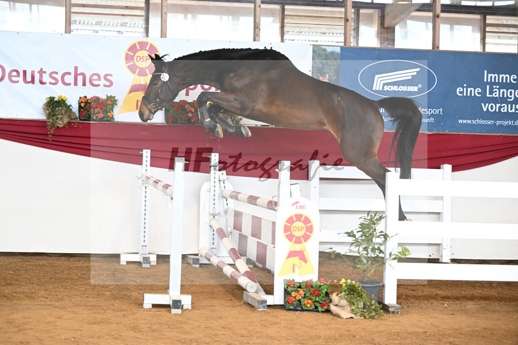 Kat-Nr. 5 Acira v. Adzaro de L Abbaye B_Lehr_16250830 | hf-fotografie - Realisiert mit Pictrs.com