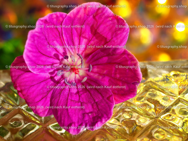 titusgraphy_PB180947-vz-ln | titusgraphy-shop: Geschenkideen mit Qualitätsfotos. titusgraphy-shop: gift ideas with quality photos. titusgraphy-shop: idées cadeaux avec photos de qualité.  - Realisiert mit Pictrs.com