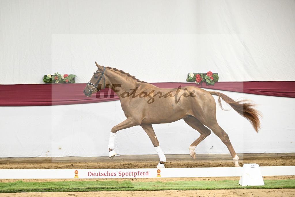 Kat-Nr. 25 Feliciano x Fuerst Romancier_Dr. Jutta Steidl_47250837 | hf-fotografie - Realisiert mit Pictrs.com