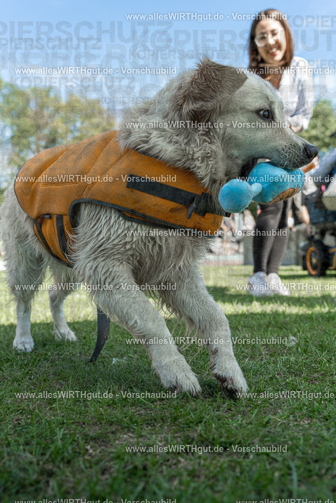 Hundeschwimmen_Volksbad_2026-allesWIRTHgut_Tierfotografie-2609061336-7R500857 | Professionelle Tierfotografie in Mönchengladbach von Daniel Wirth (allesWIRTHgut). Liebevolle & natürliche Bilder von Hunden & Katzen für unvergessliche Erinnerungen.