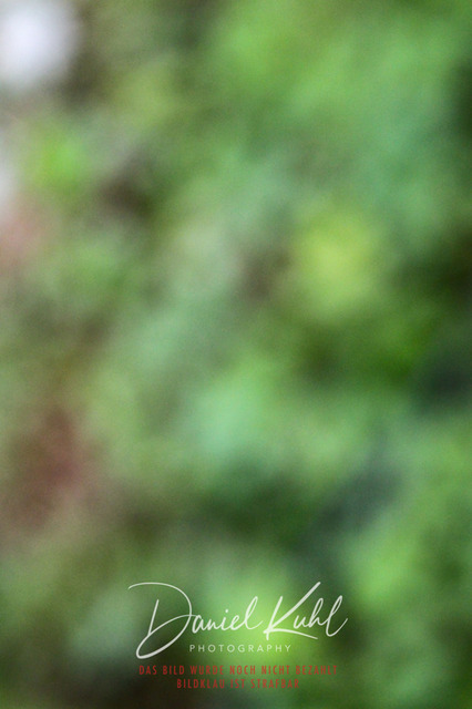 DKP45649 | Turniersportfotografie; Pferdefotografie; Dressurfotografie