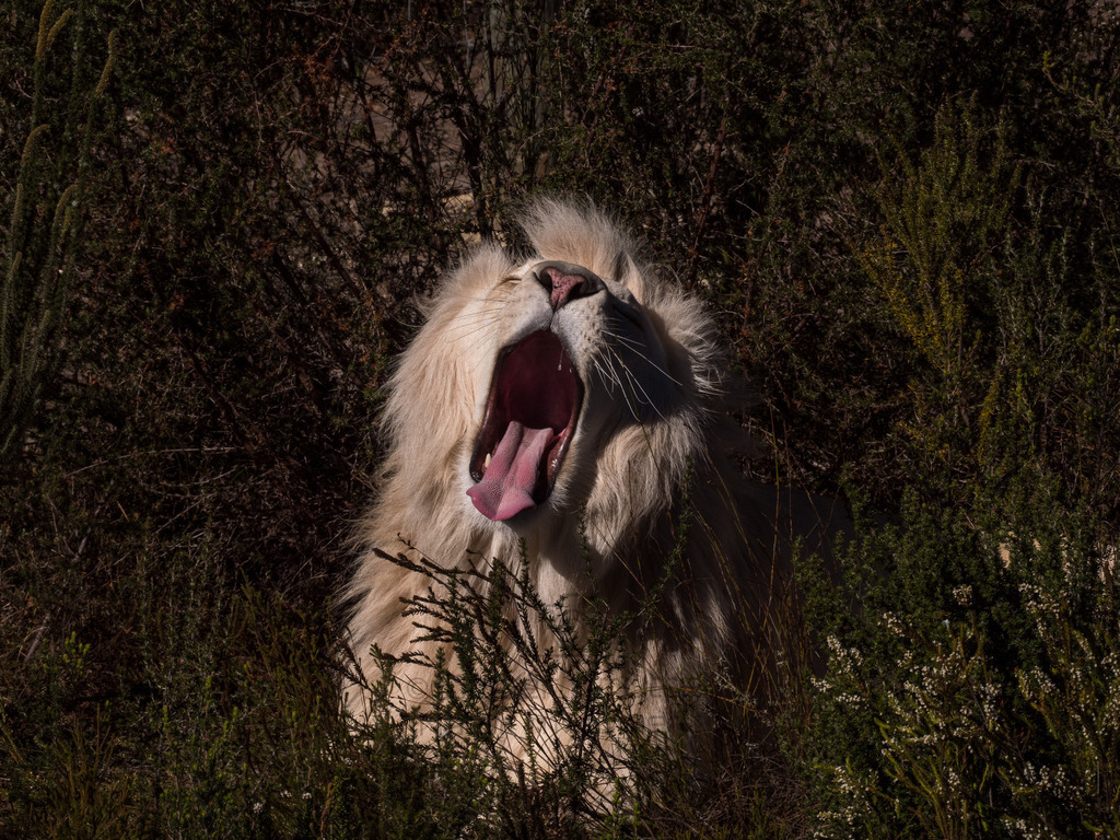 PANA3063-LR | Natur im Moment - Realisiert mit Pictrs.com