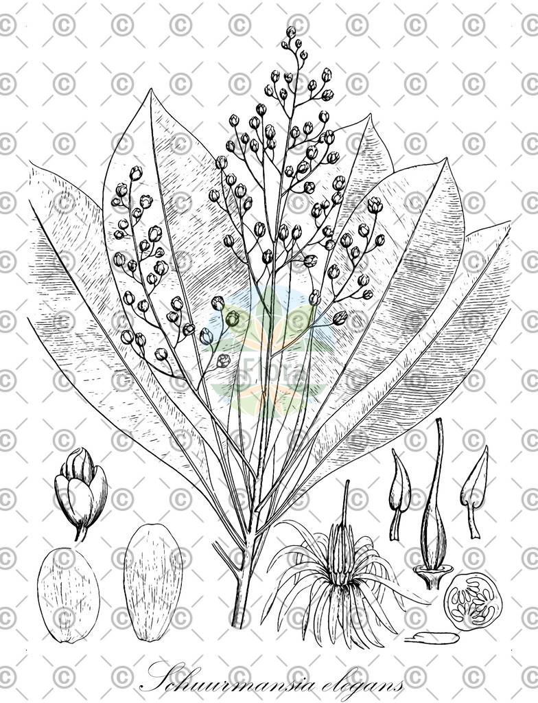 HistAbb_wfo-0000737772_1_ENZY_Simple | Historische Abbildung von Schuurmansia elegans - Ochnaceae | Historical Illustration of Schuurmansia elegans - Ochnaceae