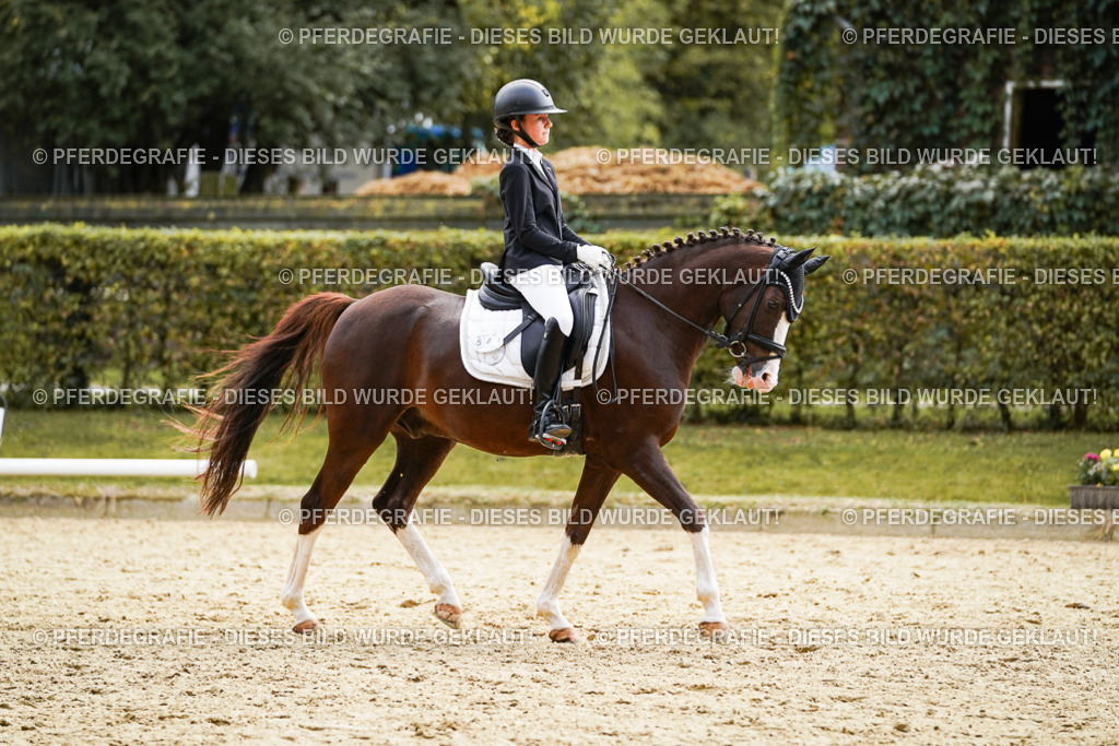 DSC01092 | Pferdegrafie