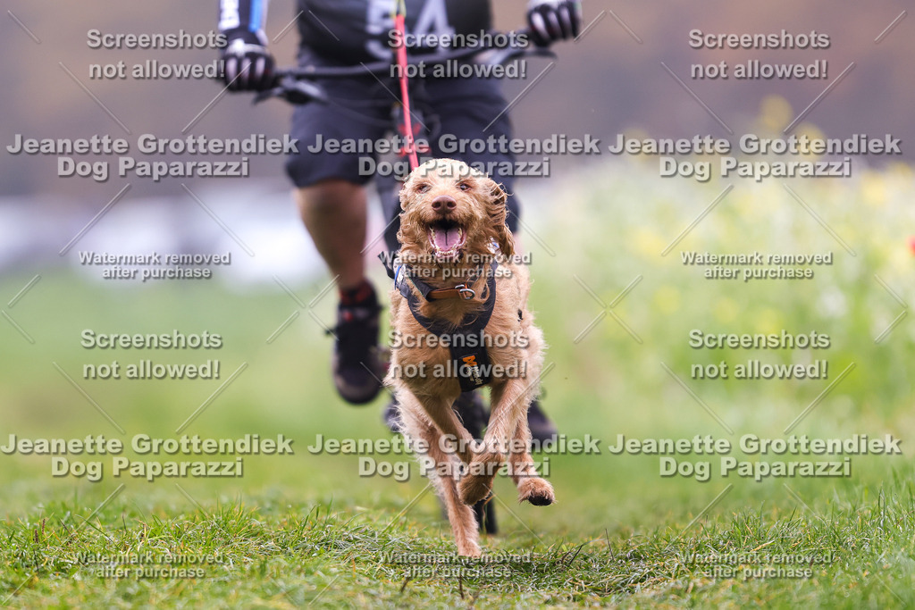 Dog Paparazzi - Visbeck 25 -236 | Dog Paparazzi Jeanette Grottendiek Fotografie & Videografie - Realisiert mit Pictrs.com