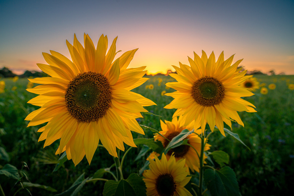 Sonnenblumenfeld | In diesem malerischen Moment verschmelzen Natur und Himmel miteinander, während die Sonnenblume stolz ihr Gesicht zur Sonne wendet und die Schönheit des Abends in ihrer vollen Pracht genießt. Es ist ein beeindruckendes Schauspiel, das die Magie der Natur und den Zauber eines Sonnenuntergangs vereint.