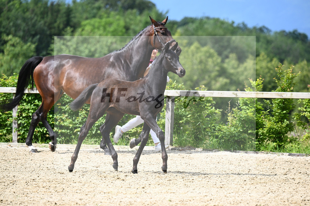 Agamamdon XX x Conthargos_HF_Lehmann_19240102 | hf-fotografie - Realisiert mit Pictrs.com